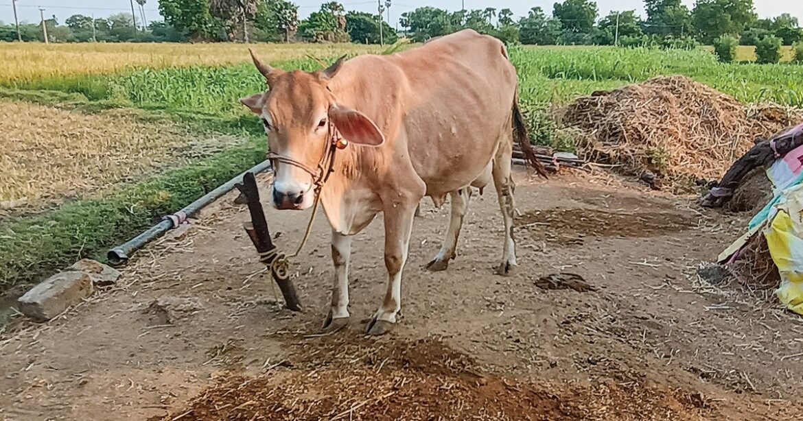 ワールドウオッチ:世界最大の牛乳生産国インドで注目を集める牛糞 稲垣佑花里 | 週刊エコノミスト Online ワールドウオッチ:世界最大の牛乳生産国インドで注目を集める牛糞 稲垣佑花里 | 週刊エコノミスト Online