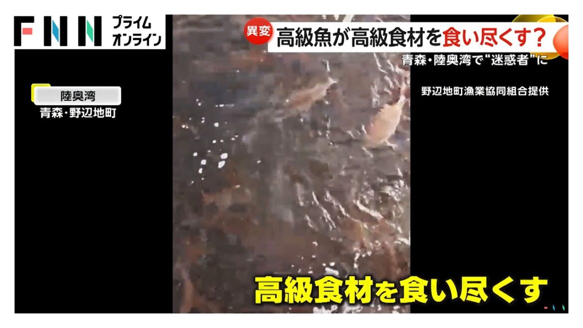 高級魚が”迷惑者“に　青森・陸奥湾で大量発生のマダイが養殖ホタテ稚貝を食べ尽くす？ 「全滅に近い…」の声も
