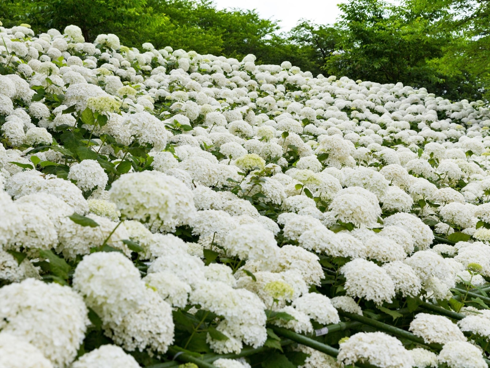 埼玉県で行ってみたい＆好きな「あじさいの名所」ランキング