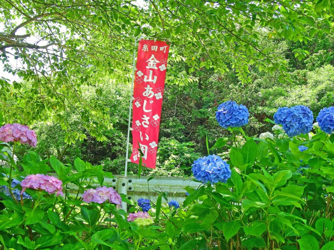 好きな「九州・沖縄のあじさいの名所」ランキング！ 2位は福岡県の「金山アジサイ園」、1位は？ - All About ニュース