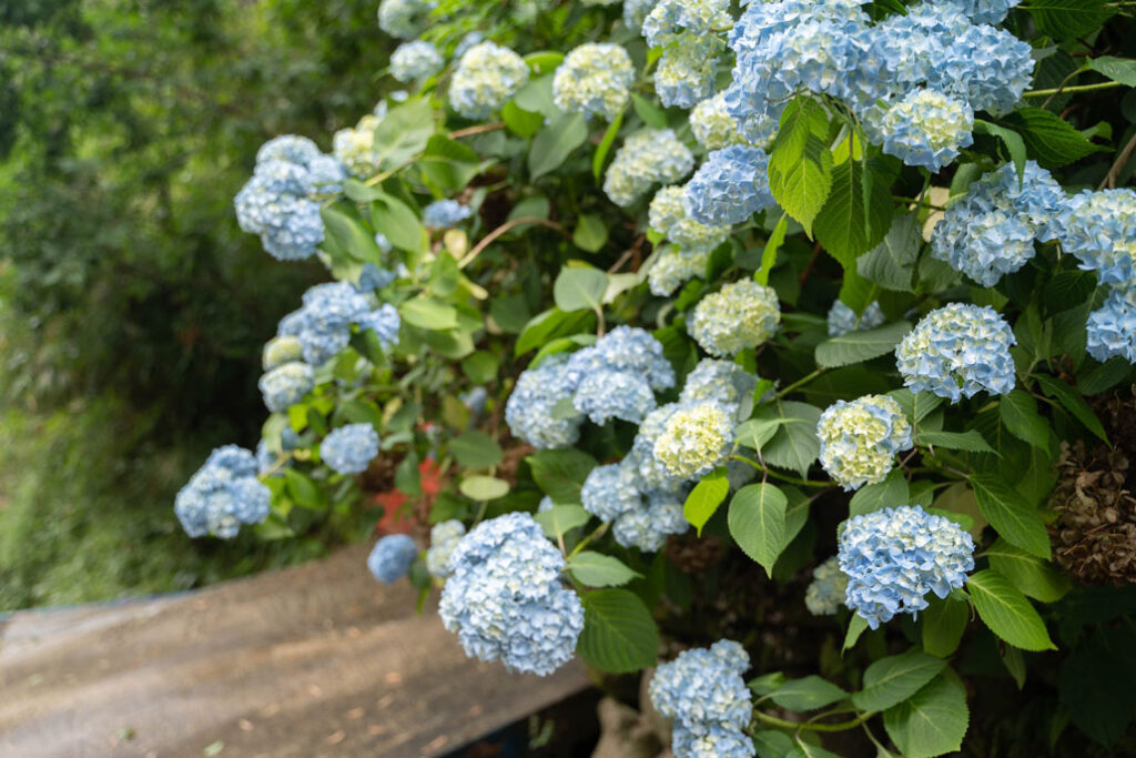 紫陽花の画像１