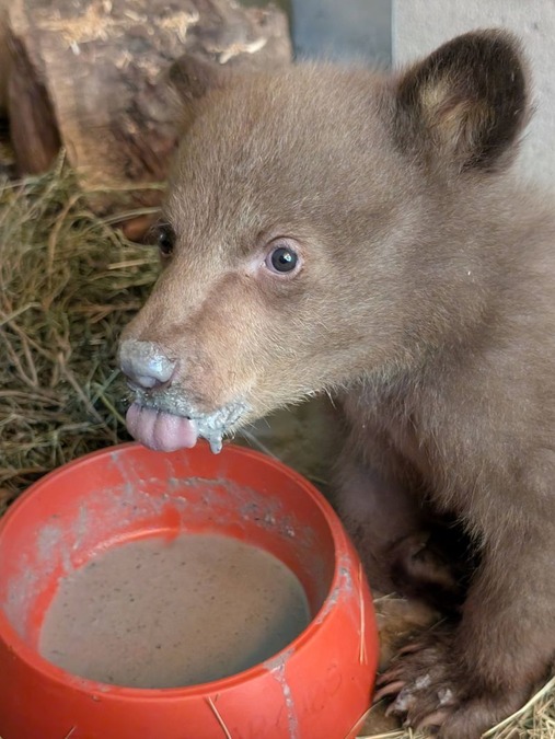 生後2カ月の子グマを保護、クマの衣装で世話する理由は 米 – CNN.co.jp 生後2カ月の子グマを保護、クマの衣装で世話する理由は 米 - CNN.co.jp