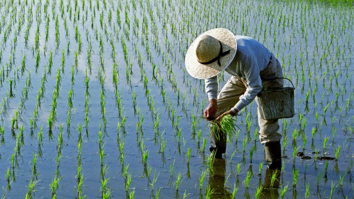 ｢農業離れ｣が止まらない日本とはまるで違う…｢若者世代が田園回帰｣イタリアの農業と農村が元気な理由 1970年代の高度成長で農村が衰退したのは一緒だが… | PRESIDENT Online（プレジデントオンライン）