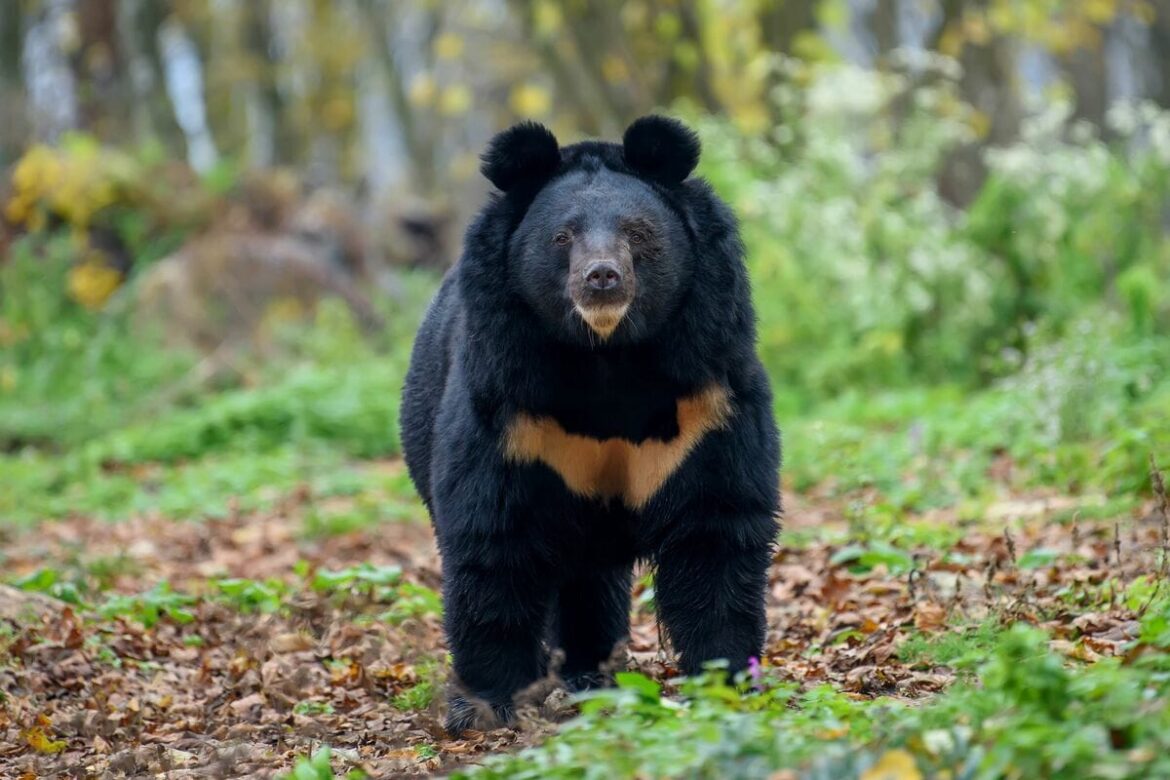 岩手・北上市で民家の居間で人がクマに襲われる、「おとなしくて臆病」というツキノワグマの「常識」を改める必要が(1/4) | JBpress (ジェイビープレス)