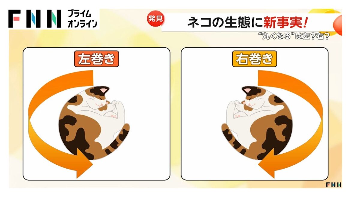 猫の生態に新事実！寝る時“丸くなる”は左巻き？右巻き？　国際研究チーム調査では約65％が左巻き　寝返りを打つ“両巻き”も