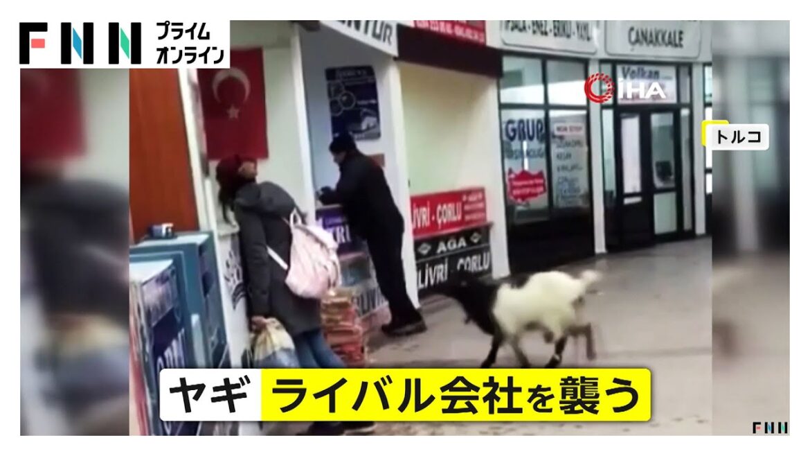 ヤギがチケットカウンターに飛び乗りムシャムシャ…飼い主は「代わりに“復讐”してくれた」とニヤリ　トルコ