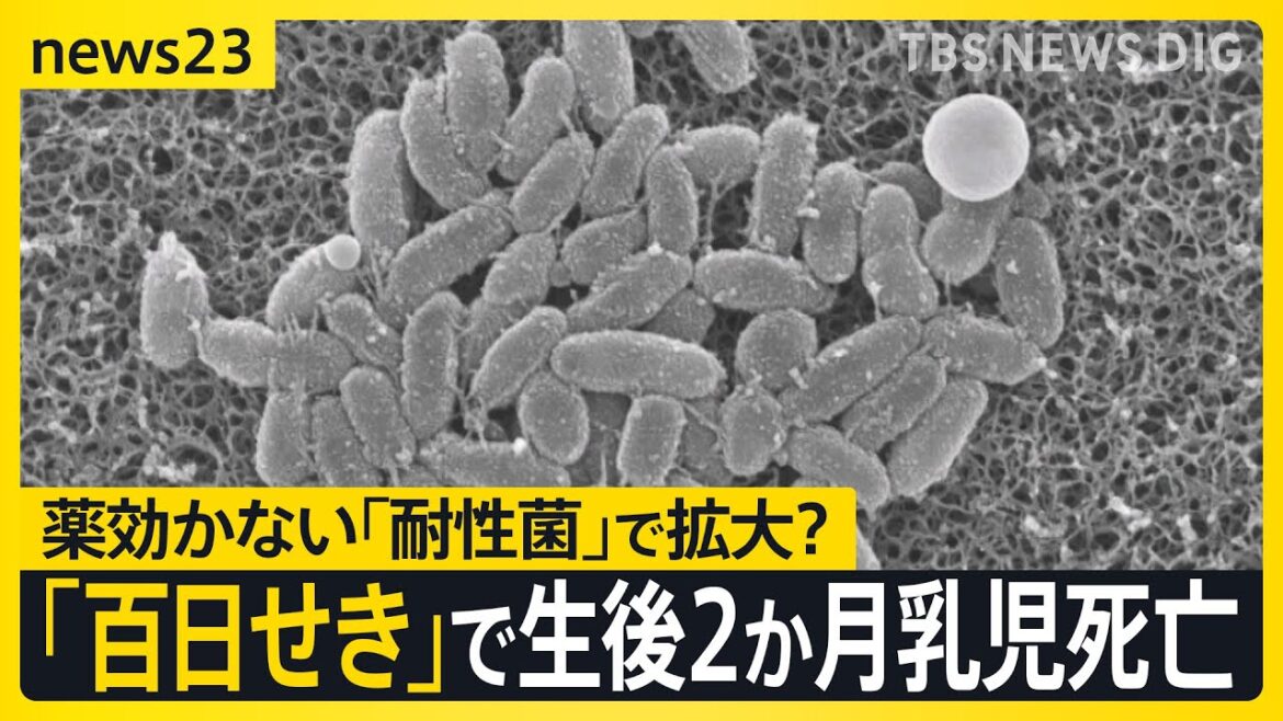 「百日せき」3週連続で患者数過去最多　生後2か月の乳児が死亡　薬が効かない「耐性菌」で感染拡大か【news23】｜TBS NEWS DIG