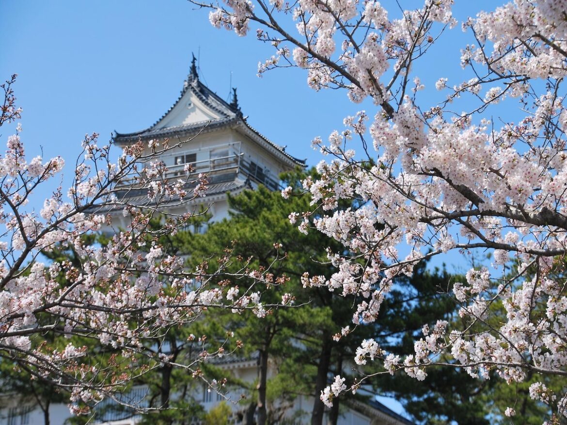 長崎で人気の「桜の名所」ランキング！ 「島原城」を抑えた1位は？ - All About ニュース