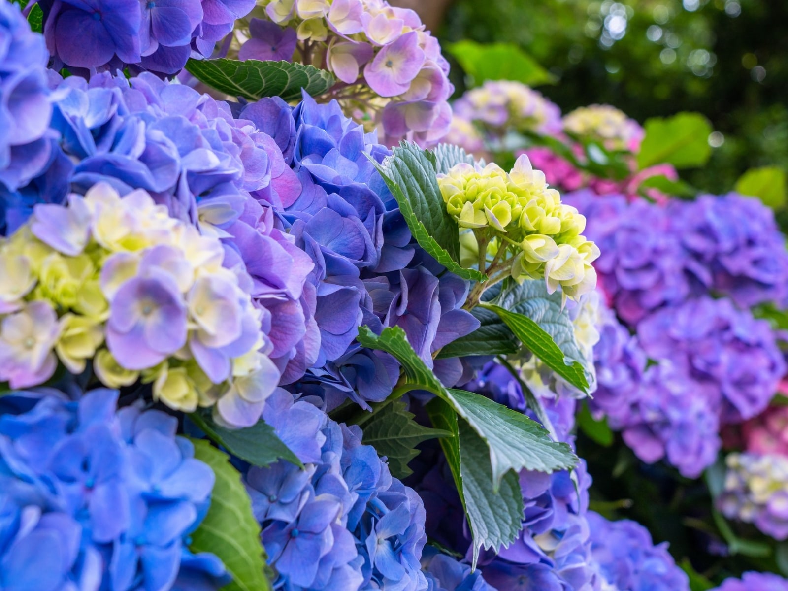 栃木県で行ってみたい＆好きな「あじさいの名所」ランキング