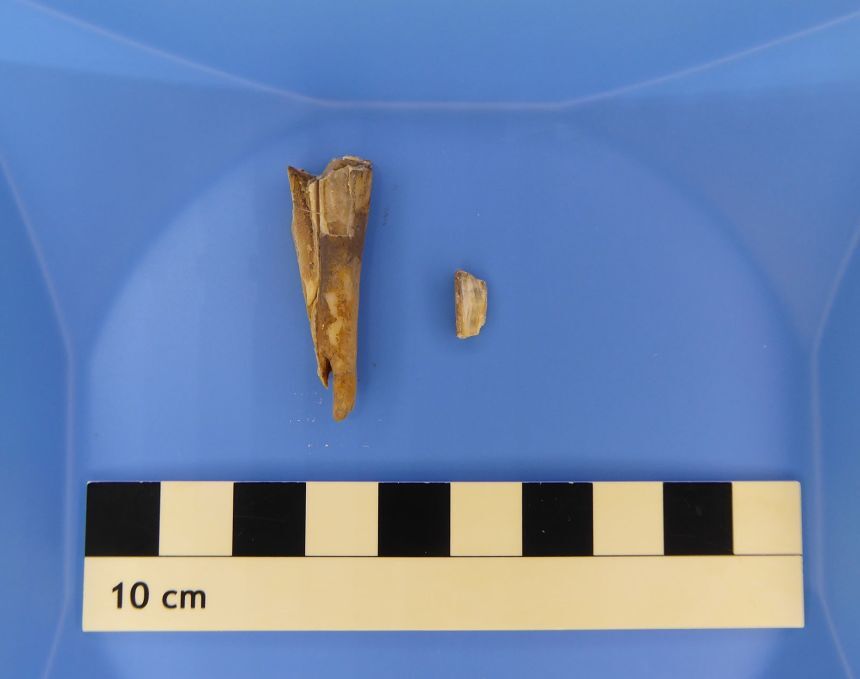ペスト菌のゲノムは４０００年前の羊の歯から回収された/Courtesy Taylor Hermes