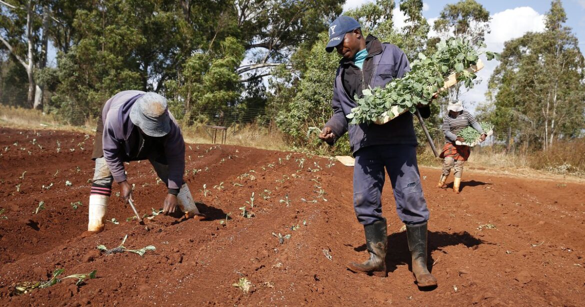 The human cost of agribusiness in Africa