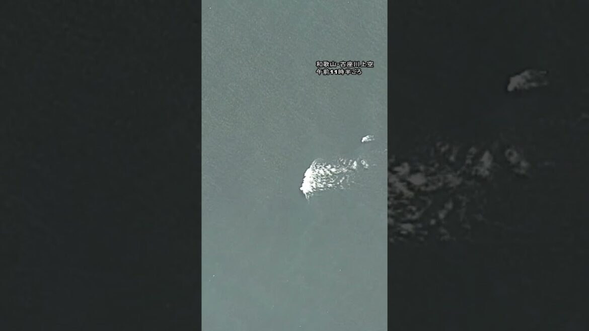 【津波警報】波が発生する海の様子　和歌山・古座川上空から撮影 #shorts