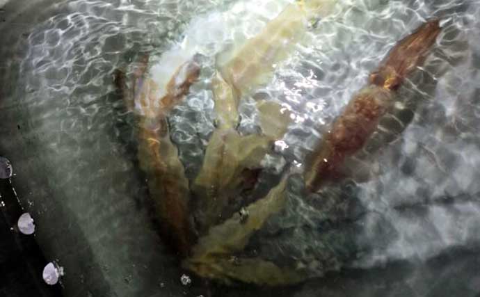 【沖のルアー釣果速報】タイラバ便でマダイ最大62cmを筆頭に船中35匹の好釣果（三重）