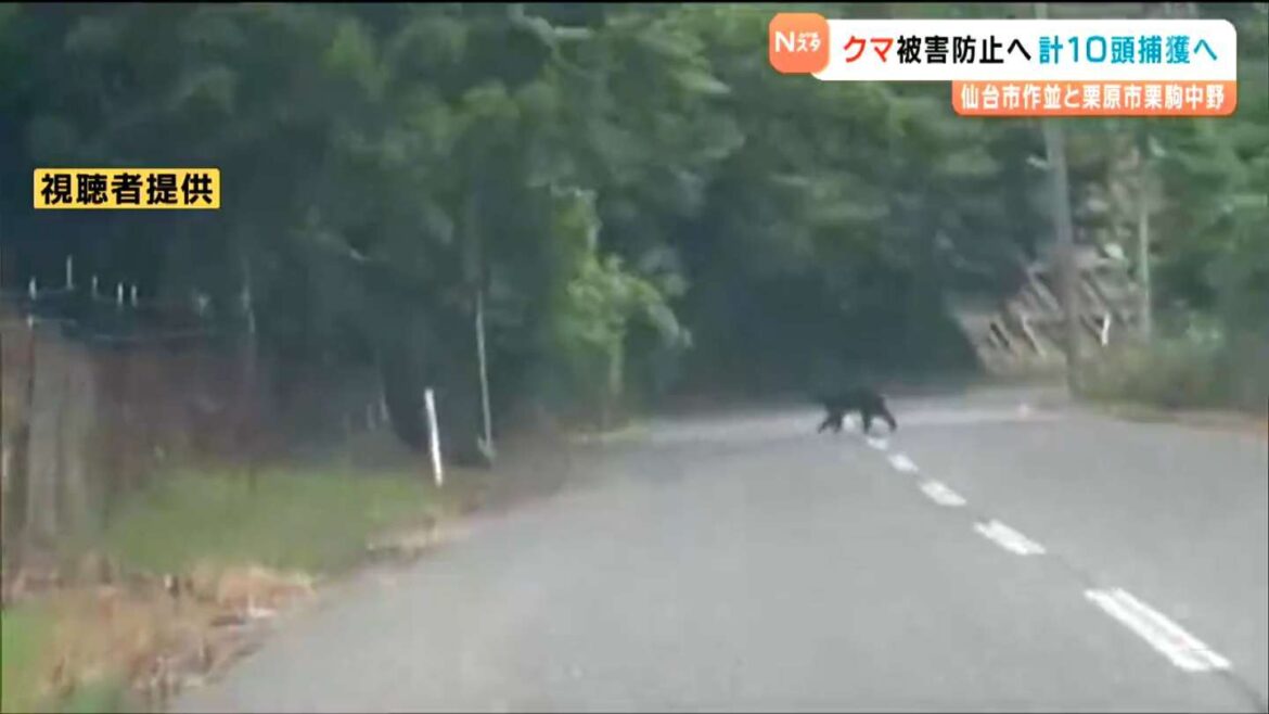 ツキノワグマ目撃相次ぐ中 10月から人里に近い地域で10頭捕獲へ 宮城（tbc東北放送） - Yahoo!ニュース - Yahoo!ニュース