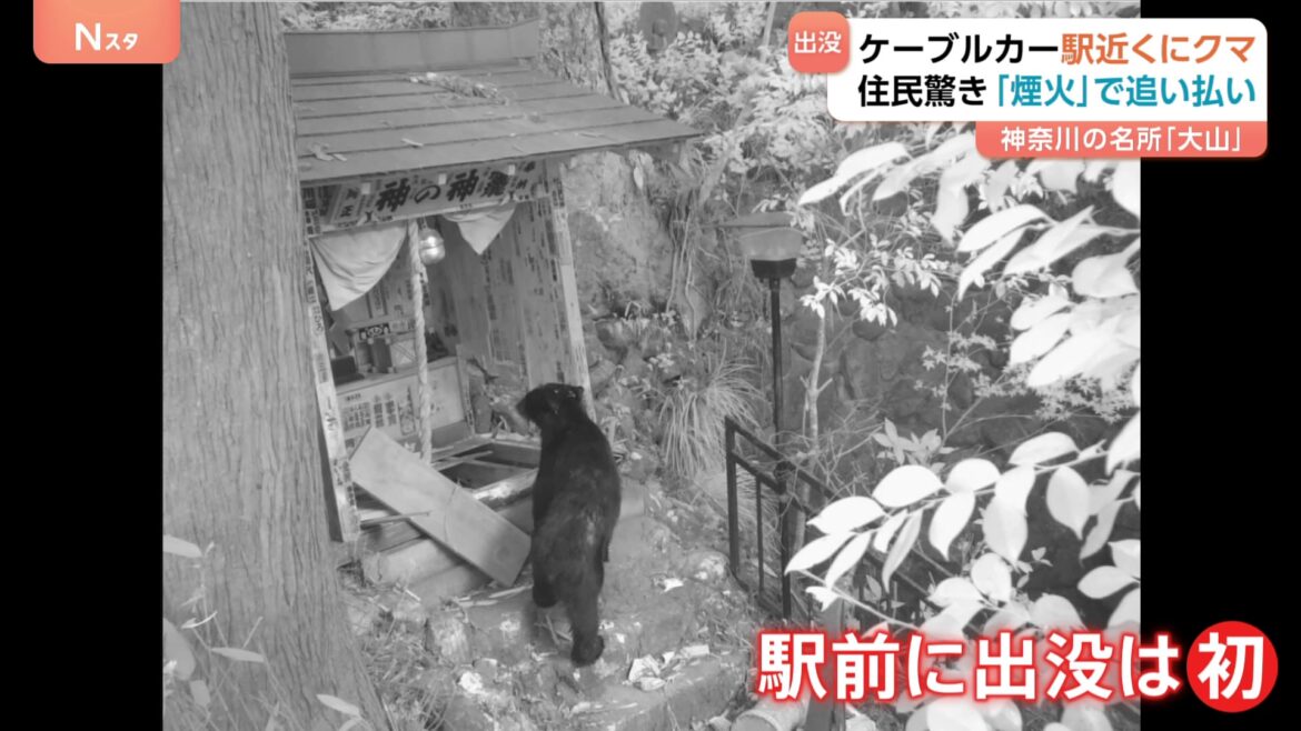 神奈川の名所・大山　まさか…ケーブルカー駅近くにクマ「出没は初めて」　伊勢原市は煙火で追い払い対策（TBS NEWS DIG Powered by JNN）