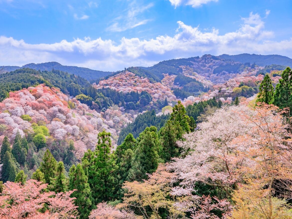 好き＆行ってみたい「奈良県の星空スポット」ランキング！ 同率2位「吉野山」「十津川温泉」、1位は？【2025年調査】 - All About ニュース