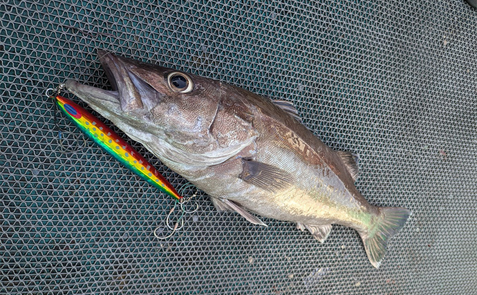 那智勝浦のリレー船で高級美味魚乱舞！【和歌山】ジギングでアラに天秤五目でウメイロ手中