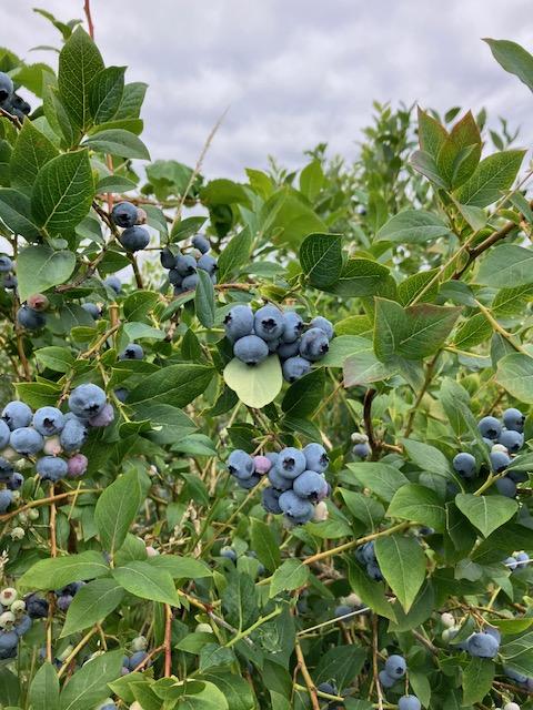 U-Pick 夏の楽しみ|EXPAT by クーリエ・ジャポン U-Pick 夏の楽しみ|EXPAT by クーリエ・ジャポン