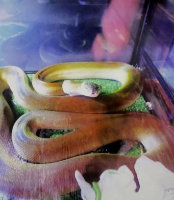 体長３メートルのヘビ捕獲　青森、ペット店から逃げ出す