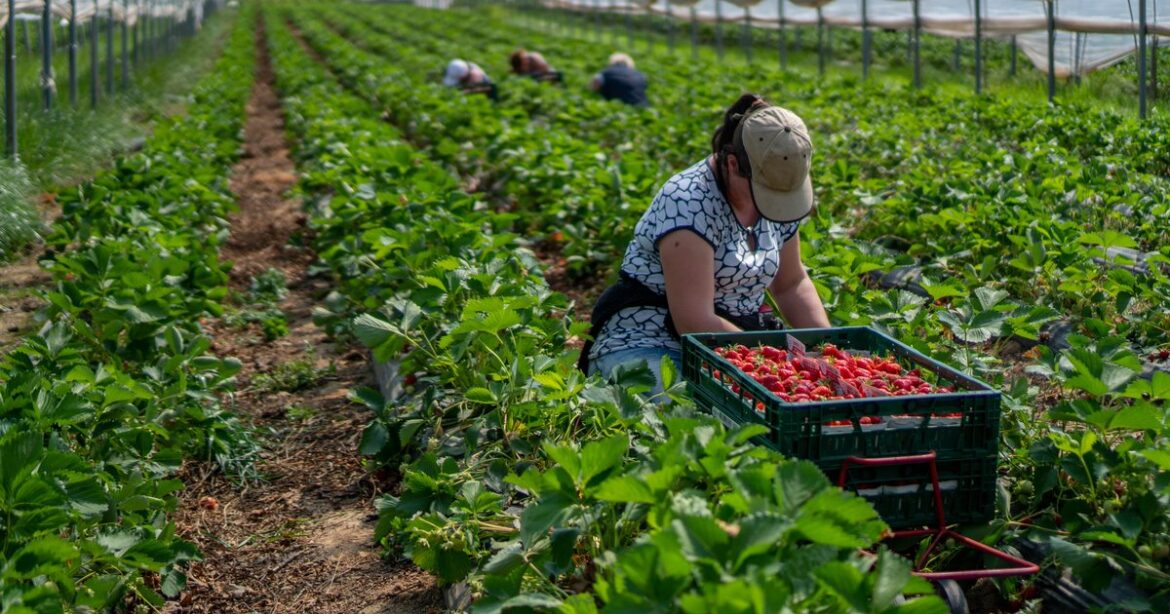 Spain: Migrant fruit pickers in Huelva allegedly subjected to "appalling" working & living conditions
