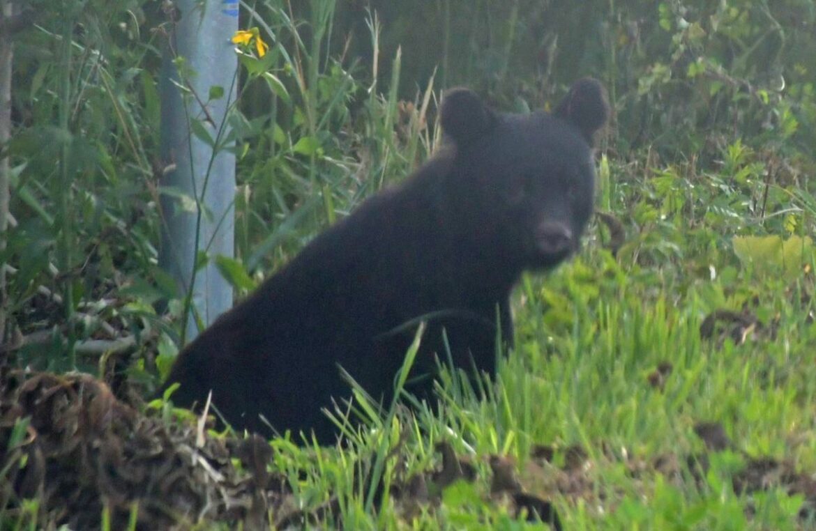 青森県内クマ出没、8月時点で過去最多更新｜青森県｜青森ニュース｜Web東奥 - 東奥日報社