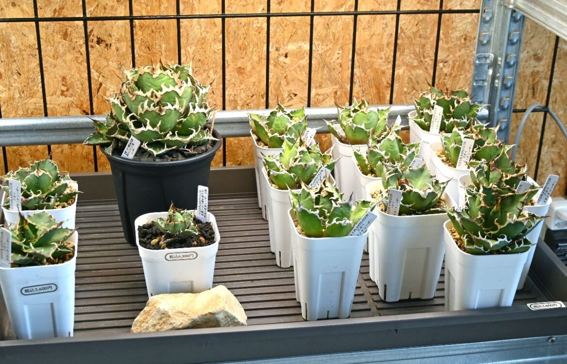 【開店情報】O.Z.S PLANTS CLUB（佐賀市）　乾燥地帯の希少な植物ずらり　7月20日オープン | 経済 | 佐賀県のニュース