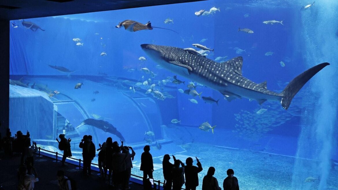 ジンベエザメでもマンタでもない…沖縄美ら海水族館で海洋生物学者が全力でおすすめする｢生き物｣の展示 九州地方･沖縄の水族館"プロの見どころ"を紹介 | PRESIDENT Online（プレジデントオンライン）