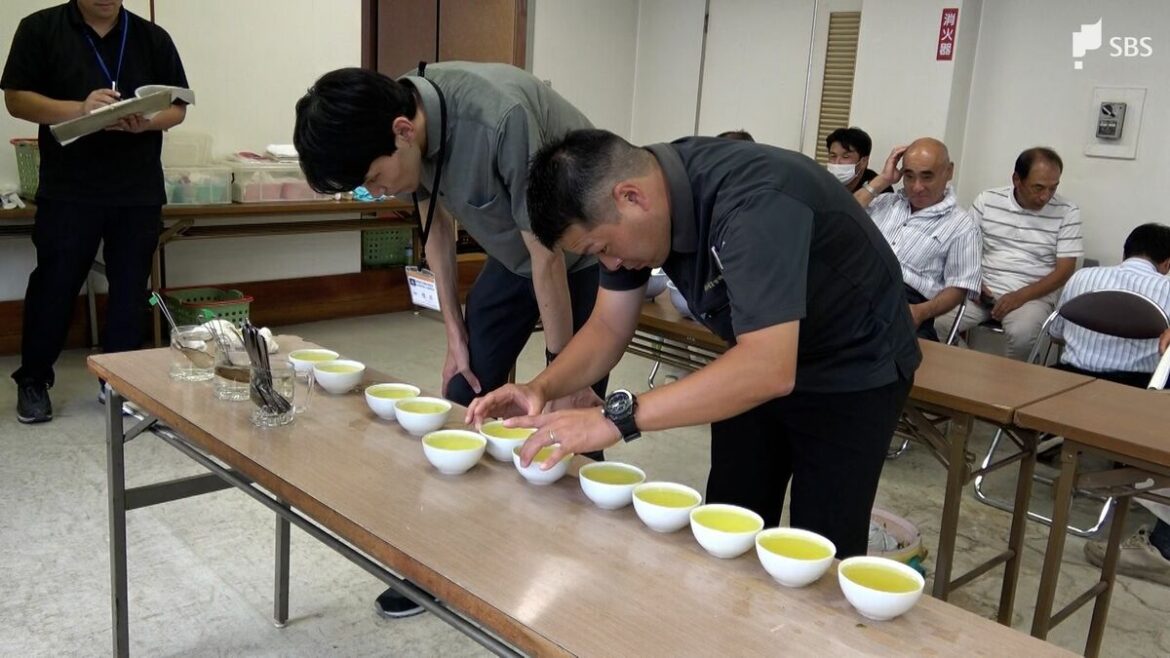 「味は負けていない」静岡市・玉川茶 一番茶品評会 全国2位陥落は冷静な受け止め=静岡市・葵区 | 静岡のニュース | SBSNEWS | 静岡放送 - TBS NEWS DIG