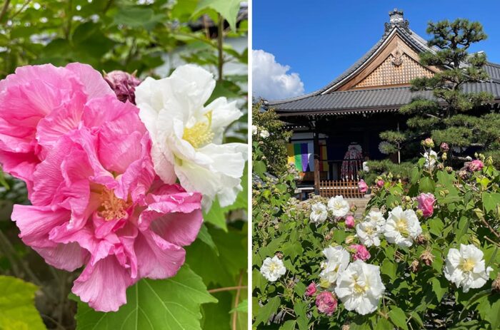 酔芙蓉