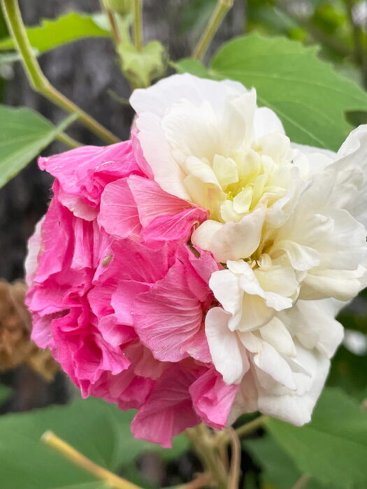 くす玉酔芙蓉