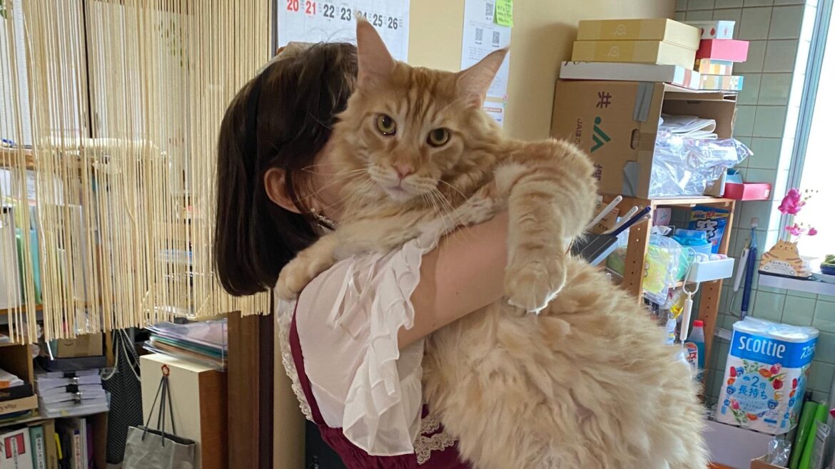 【名古屋市北区】ギネス記録に挑戦中！14キロの“巨大猫”トントロ君、介護支援事業所職員としても活躍中（フクザワマキコ） - エキスパート - Yahoo!ニュース