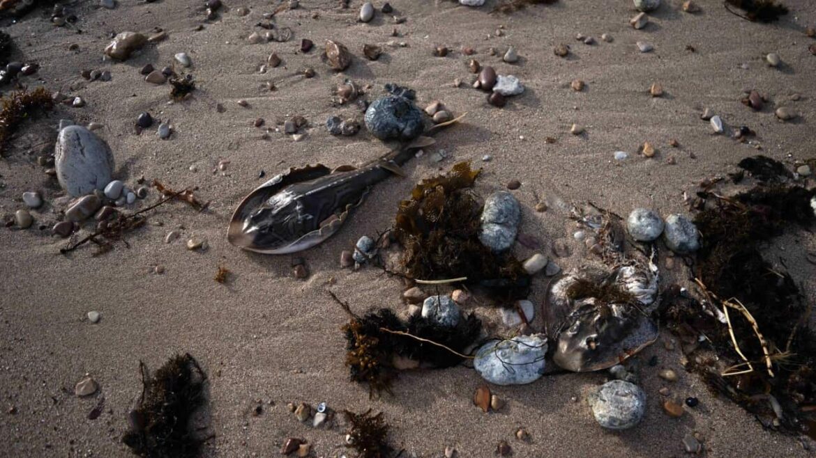 Algal Bloom Hits South Australia's Coastline