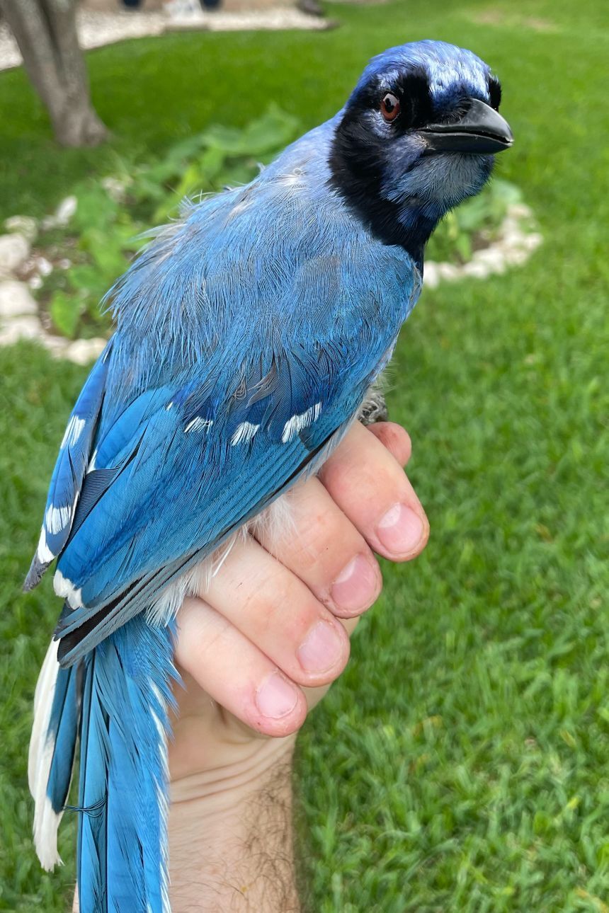 この謎の鳥は、アオカケスの群れの後を追い、似たような鳴き声を発しているのが観察された/Brian Stokes/University of Texas