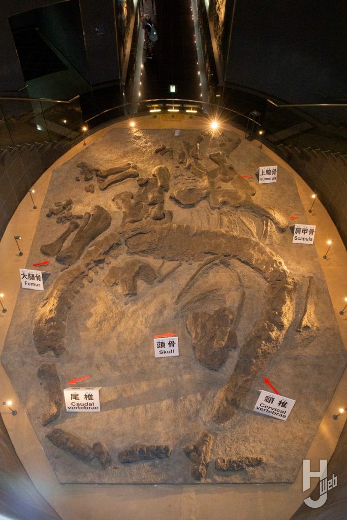 福井県立恐竜博物館　展示6