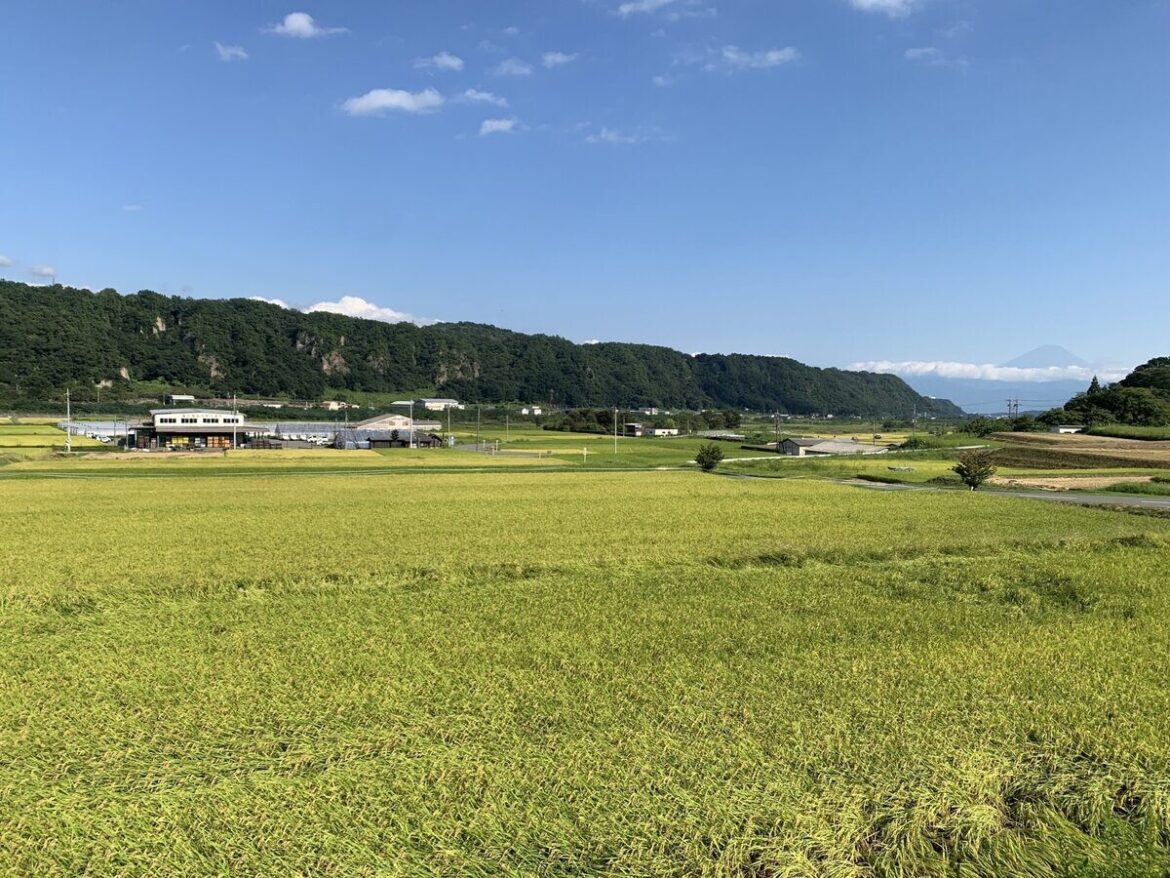 米どころ・山梨県韮崎市で、黄金色の田んぼと富士山の共演を楽しむ! お米にまつわるふるさと納税返礼品も | マイナビニュース