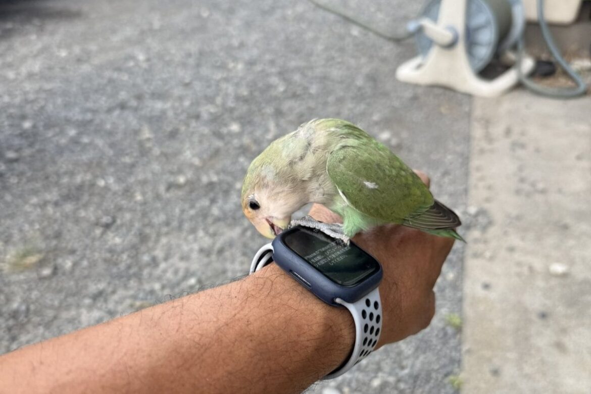 神奈川県相模原市に飛来した迷子インコ　飼い主を探す様子に「早く再会させてあげたい」 | LIMO | くらしとお金の経済メディア