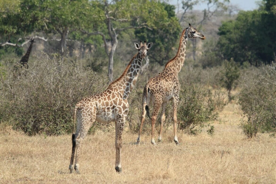 動物を狩ることで、動物を守ることは正義か？危機遺産に登録されているアフリカ最大の動物保護区で起こっていること 誰かに話したくなる世界遺産のヒミツ（3）「セルー・ゲーム・リザーブ」（タンザニア）(1/2) | JBpress (ジェイビープレス)