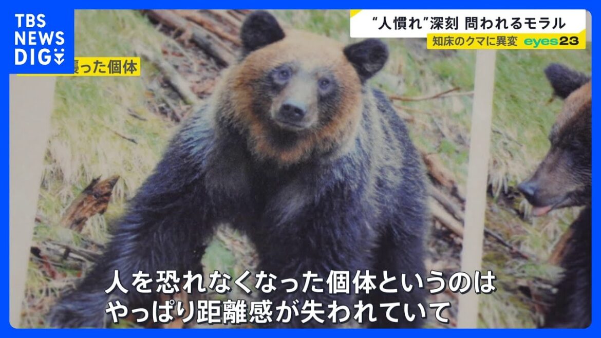 変わったのはクマか人か…「ヒグマの人慣れ」“共生最前線”知床で深刻化 “エサやり”・“クマ待ち”　問われる人間のモラル　8月には世界遺産登録後初の死亡事故も【news23】｜TBS NEWS DIG