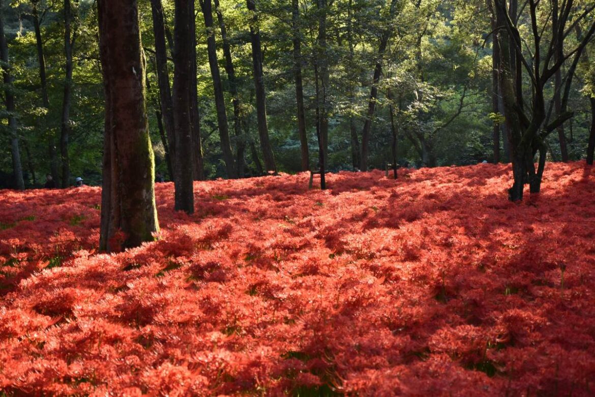 500万本の赤い絨毯　埼玉の絶景「巾着田曼珠沙華まつり」開催情報　西武は臨時列車運転、特急列車は土休日のみ高麗駅停車 | 鉄道ニュース | 鉄道チャンネル