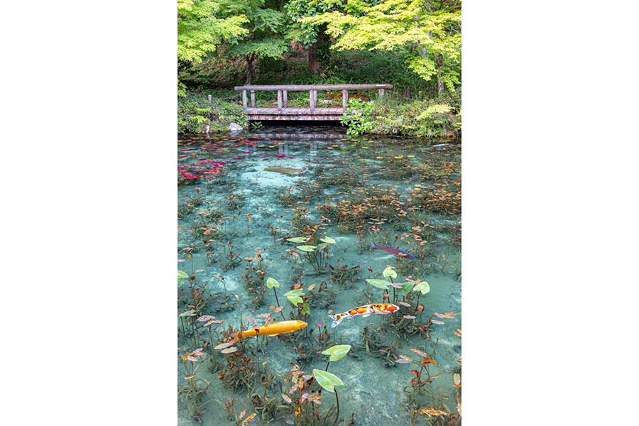 通称「モネの池」として知られる、岐阜県にある池【写真提供：yuya（@yuya0240）さん】