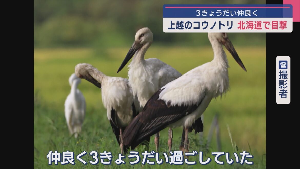 3きょうだい仲良く 上越市の「コウノトリ」北海道で目撃【新潟】（UX新潟テレビ21） - Yahoo!ニュース