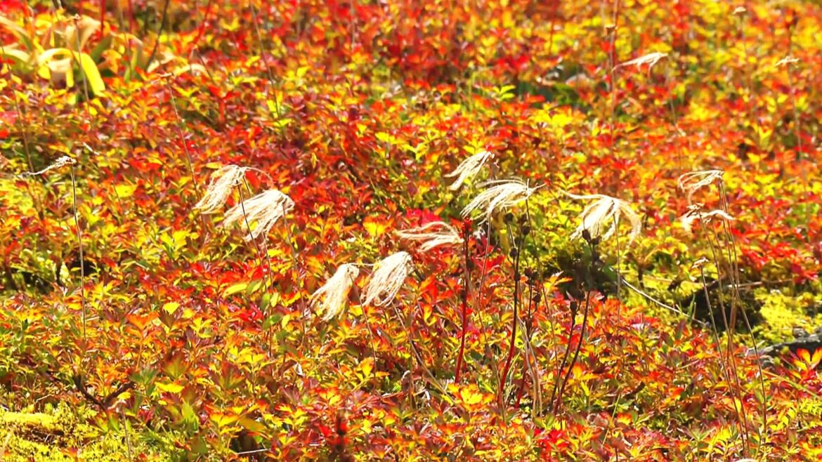 秋晴れの富山、立山では紅葉の始まり〜高山植物が赤や黄色に色づく季節の訪れ〜（FNNプライムオンライン） - Yahoo!ニュース - Yahoo!ニュース