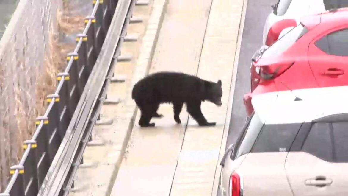 クマの捕獲頭数上限超えを容認の方針…岩手県内で出没3478件、人身被害17人 クマの管理巡る県の協議会 （岩手めんこいテレビ） - Yahoo!ニュース - Yahoo!ニュース