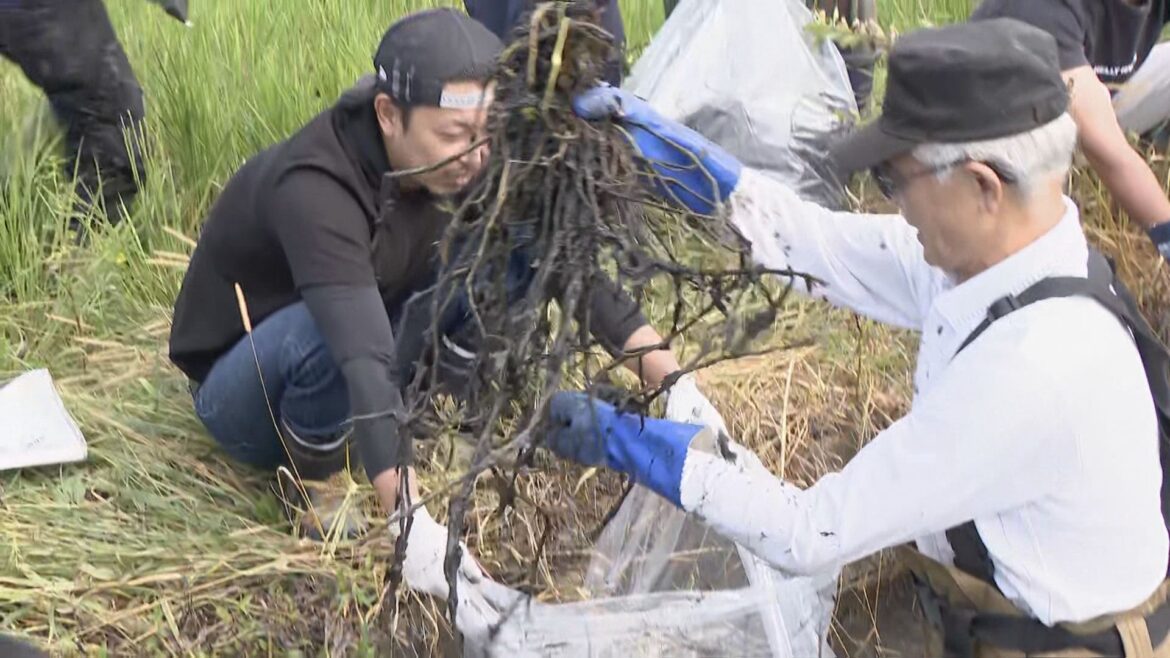 稲の生育に影響及ぼす植物「オオバナミズキンバイ」の駆除始まる ちぎれた破片からも再生し田んぼに生い茂る 三重・桑名市（CBCテレビ） - Yahoo!ニュース