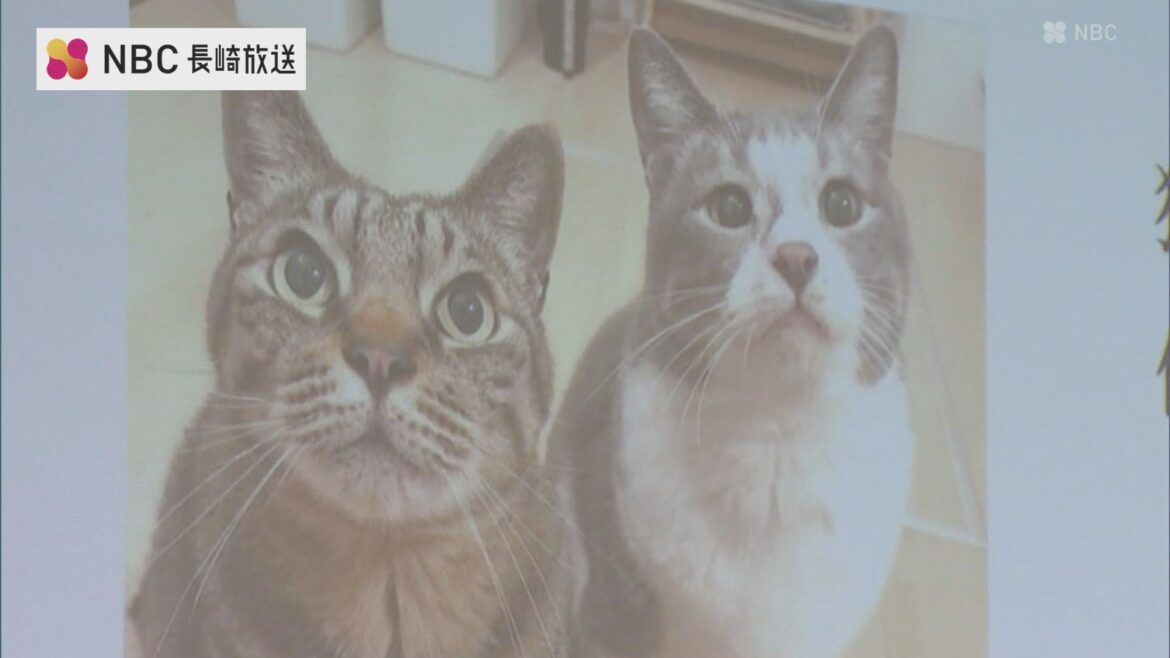猫の殺処分数 全国ワーストクラスだった長崎市 「猫の命を守るためにできること」テーマに講演会（NBC長崎放送） - Yahoo!ニュース