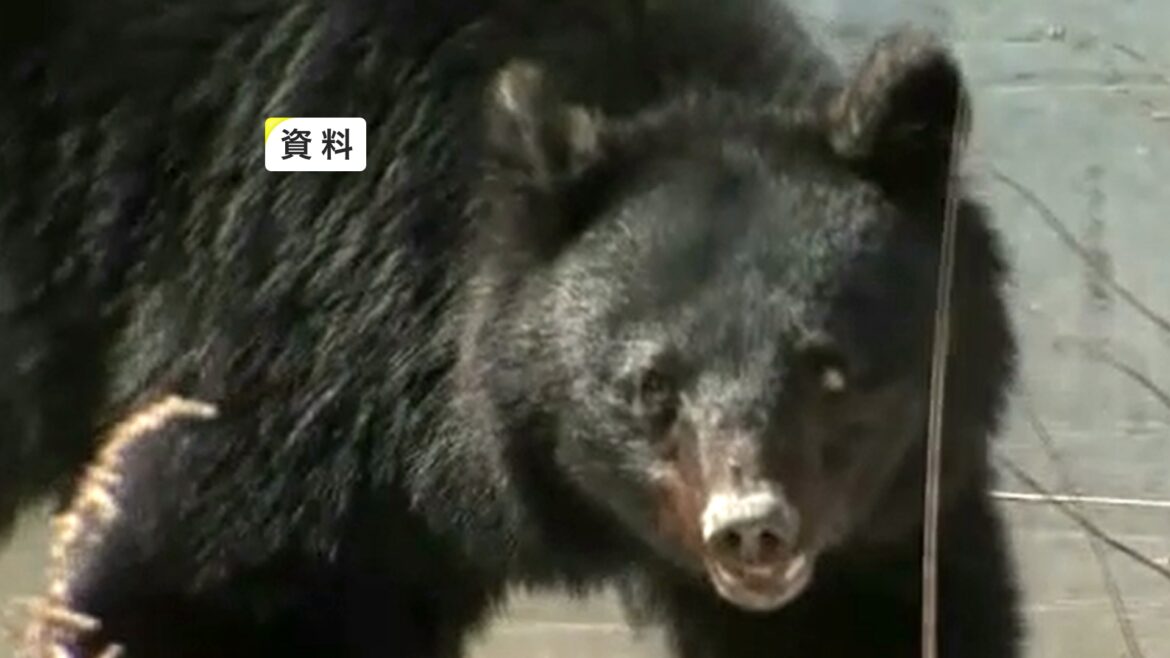 77歳女性クマに襲われけが 住宅の敷地内で背後から襲われる 岩手県葛巻町 (岩手めんこいテレビ) – Yahoo!ニュース – Yahoo!ニュース 77歳女性クマに襲われけが 住宅の敷地内で背後から襲われる 岩手県葛巻町 (岩手めんこいテレビ) - Yahoo!ニュース - Yahoo!ニュース