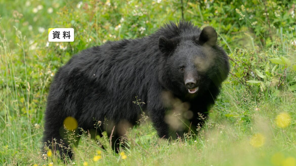 クマが背後から突然襲いかかる 草取り作業中の女性けが、八幡平市の住宅の敷地内で 岩手県内のクマによる人的被害22人に(岩手めんこいテレビ) – Yahoo!ニュース – Yahoo!ニュース クマが背後から突然襲いかかる 草取り作業中の女性けが、八幡平市の住宅の敷地内で 岩手県内のクマによる人的被害22人に(岩手めんこいテレビ) - Yahoo!ニュース - Yahoo!ニュース