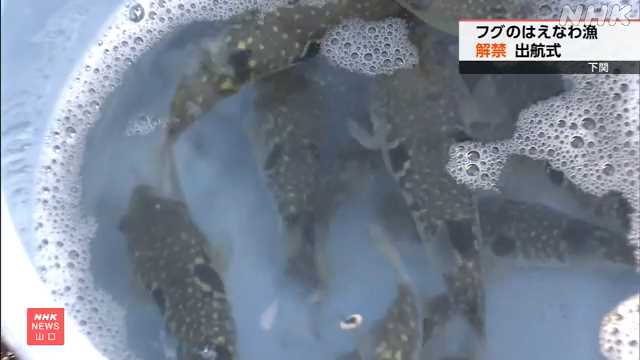 フグの漁獲量が全国有数の下関市で はえなわ漁解禁 山口|NHK 山口県のニュース フグの漁獲量が全国有数の下関市で はえなわ漁解禁 山口|NHK 山口県のニュース