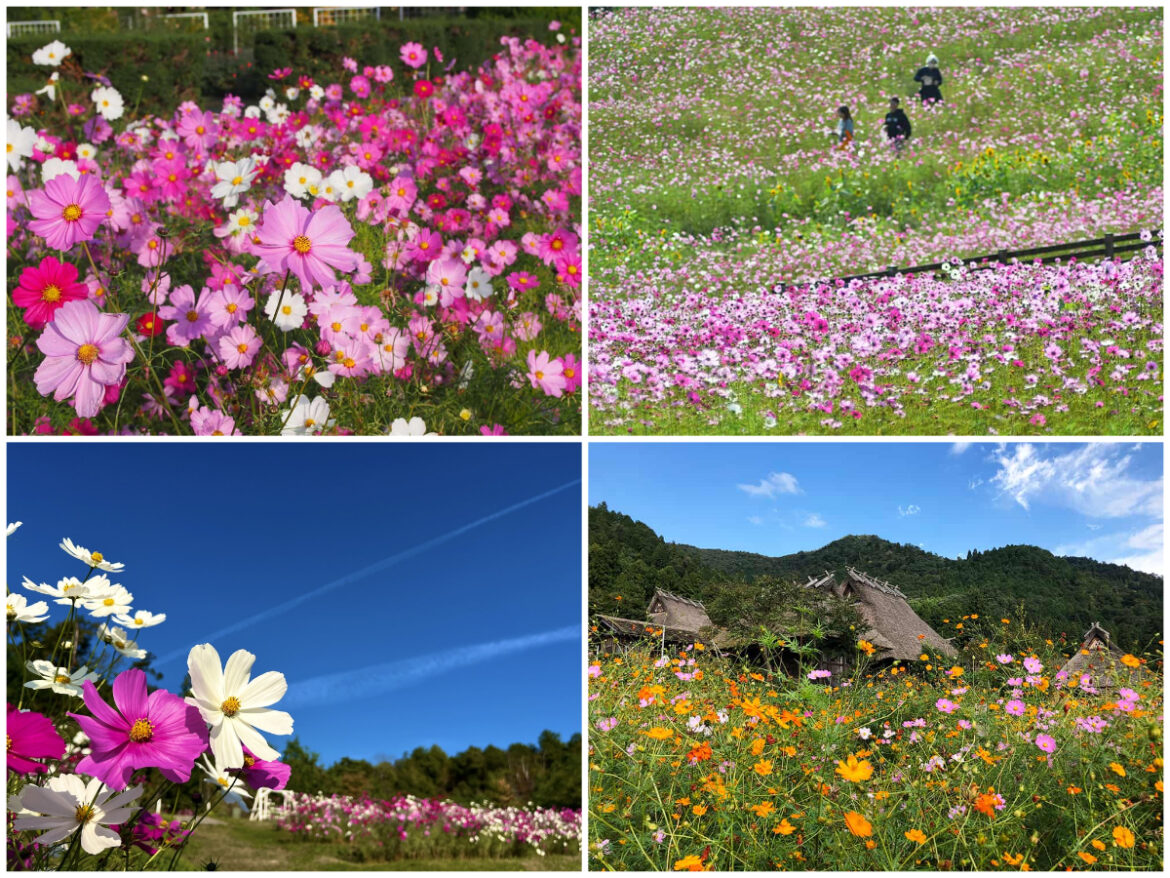 【2025】京都・秋風に揺れるカラフルなコスモスの花園へ行こう - KYOTO SIDE(キョウトサイド)