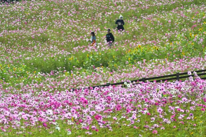 綾部ふれあい牧場